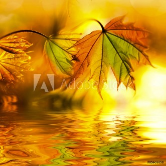 Picture of Bunte Ahornbltter in der Abendsonne mit Wasserspiegelung